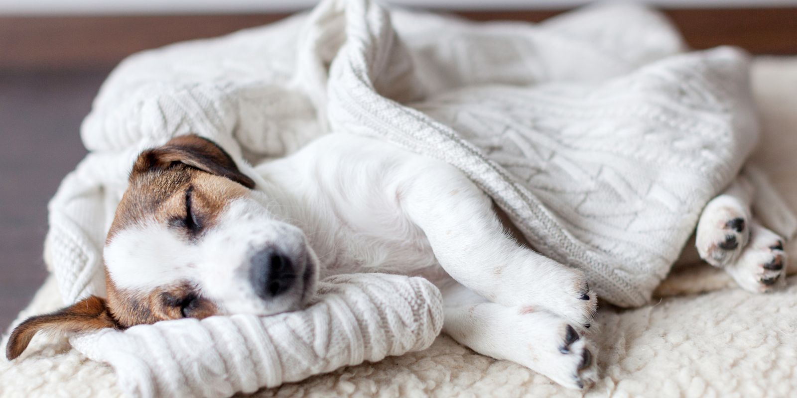 Pet friendly hotels orlando, Jack Russell terrior sleeping while wrapped in a white fluffy blanket